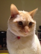 番組スタッフ２名は猫派！！