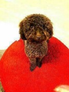 DJポッキーさんちのわんちゃん